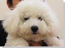 ドッグスタディ感想