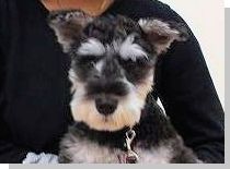 ドッグスタディ感想