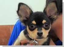 ドッグスタディ感想