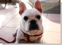 ドッグスタディ感想