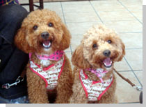 ドッグスタディ感想